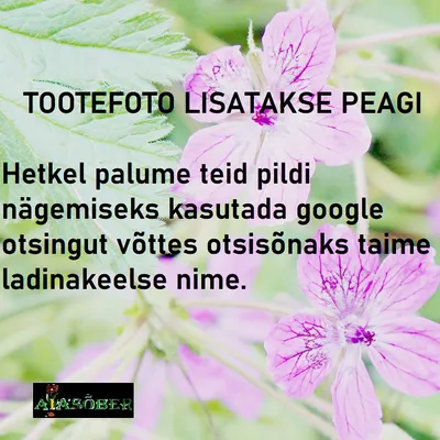 Василек Луговой Фиолетовый Цветок - Бесплатное фото на Pixabay - Pixabay