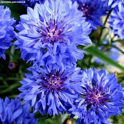 Василек синий семена съедобных цветов купить в магазине «Ильинские травы»