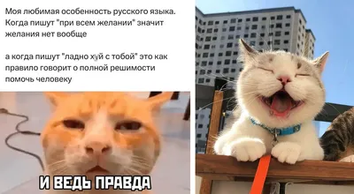 Открытка на 1 апреля - веселый кот желает смеха и веселья