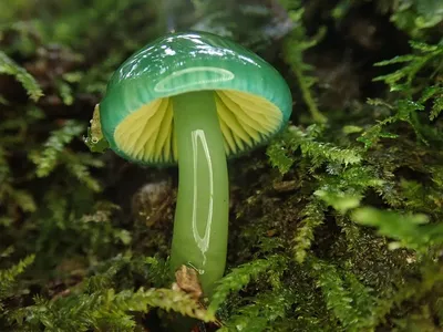 Веселые грибы с дурацкими глазами» — создано в Шедевруме