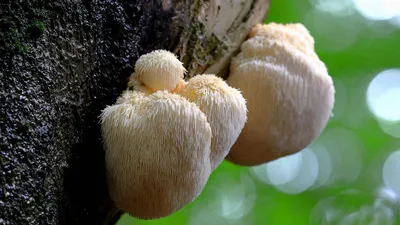 Красивые грибы (94 фото) - 94 фото