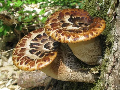 Самые красивые грибы нашей планеты. | NeSvEt? | Дзен