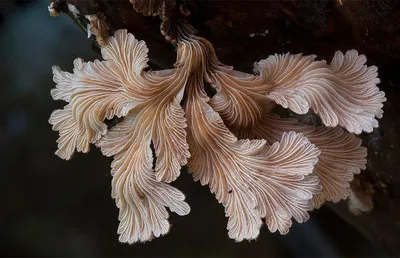 Милые грибы арт - 70 фото