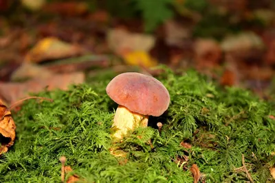 Биолюминесцентные грибы: причины и удивительные факты | Удивительный мир 🌍  | Дзен