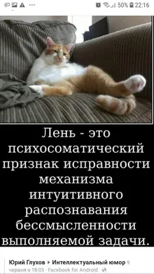 Максимальная лень. #котэ #кот #лень... - Мемы/Комиксы/Приколы | Facebook