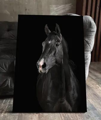 смешные лошади в конюшне стоковое изображение. изображение насчитывающей  выставка - 216938313
