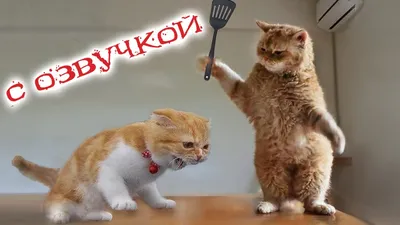 Смешные котики | Пикабу