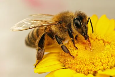 Забавные пчелки» – мастер-класс » Сеть публичных библиотек города Гомеля