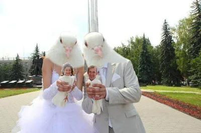 Смешные свадебные фото с голубями! 11 — фотографий, которые заставят вас  улыбнуться - Рамблер/женский