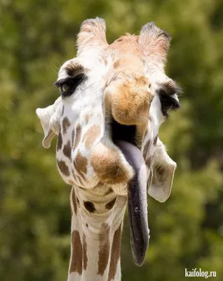 Веселый жираф» — создано в Шедевруме