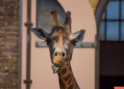 Смешной жираф | Премиум Фото | Жираф, Картины с жирафами, Самые милые  животные