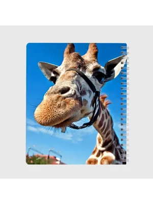 Купить Набор для росписи по номерам Интересный жираф 40х50 см. Strateg  DY248 недорого