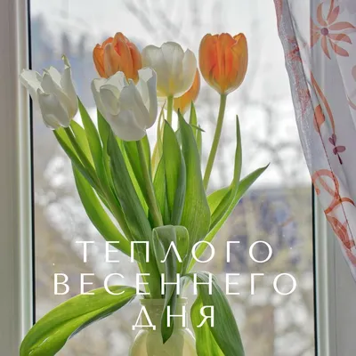 Отправте нежную картинку с тюльпанами, чтобы пожелать друзьям солнечного весеннего  дня. Скажите теплое приветствие весне … | Открытки, Доброе утро, Весна  цветение