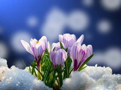 Встречаем март! Фото первых весенних цветов | Фотогалерея | ОБЩЕСТВО | АиФ  Калининград