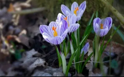 Весенняя слякоть и цветение в Армении: что готовит март на ближайшие дни -  22.03.2021, Sputnik Армения