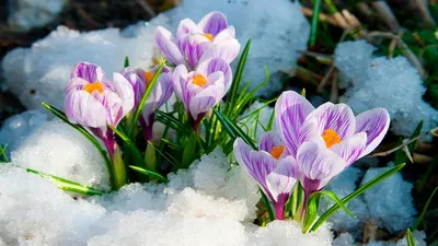 Народные приметы: 1 марта. Что можно и нельзя делать в первый день весны
