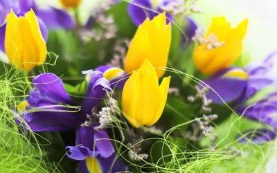 Предвестники весны: что цветет в марте в окрестностях Анапы