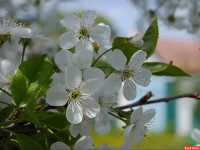 Природа Весна Цветок Весенние - Бесплатное фото на Pixabay - Pixabay
