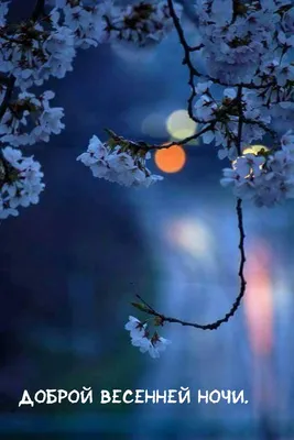 Картинки спокойной ночи весна красивые необычные (61 фото) » Картинки и  статусы про окружающий мир вокруг