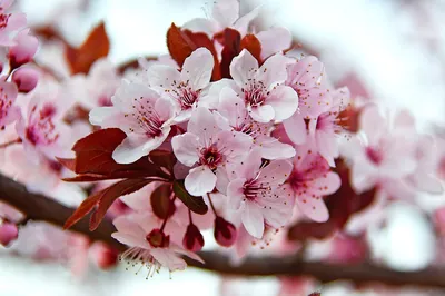 Весна Весенние Цветы Розовый - Бесплатное фото на Pixabay - Pixabay