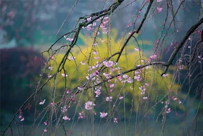 Красивые весенние цветы - 139 фото