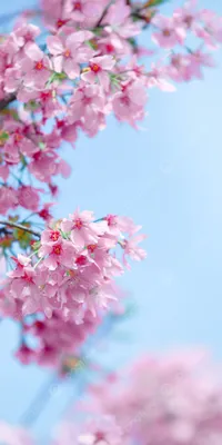 Весенние цветы в саду: фото, названия, описание