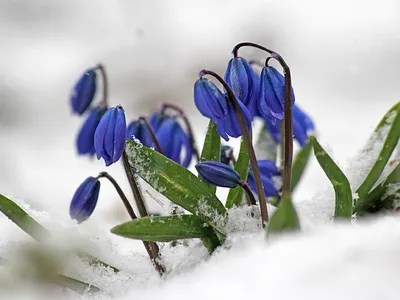 Весенние цветы в вазе - заказать доставку цветов в Москве от Leto Flowers