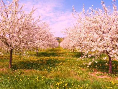 Картинка Весенний сад » Весна » Природа » Картинки 24 - скачать картинки  бесплатно