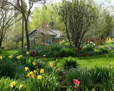 Весенний сад азалий. Пейзаж - Мария Текун