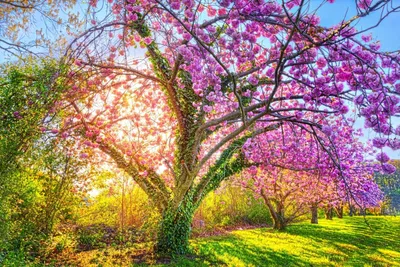 Весенний сад (91 фото) » НА ДАЧЕ ФОТО
