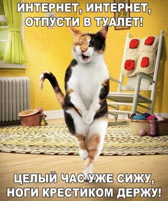 Pin by Сергей Е on Юмор картинки | Funny cats and dogs, Funny animal  pictures, Funny animals