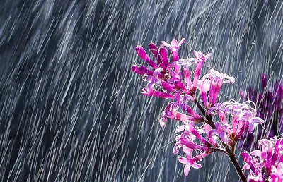Весенний дождь в саду стоковое изображение. изображение насчитывающей  лепестки - 175279977