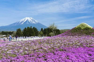 Весна в Японии | Путеводитель