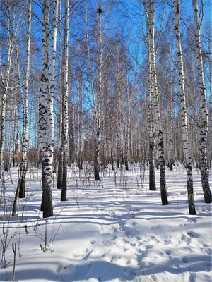 Весна, март фото высокого разрешения и качества