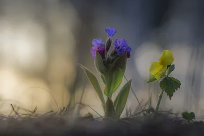 Весна на носу - Весенние картинки.. Гифка - 4618