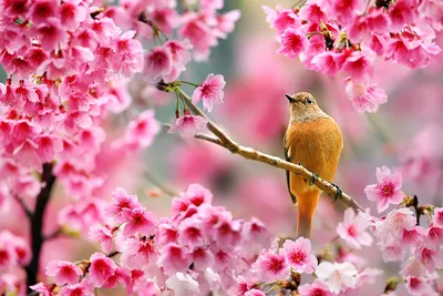 красивые обои природы, природа весенние картинки, весна, естественный фон  картинки и Фото для бесплатной загрузки