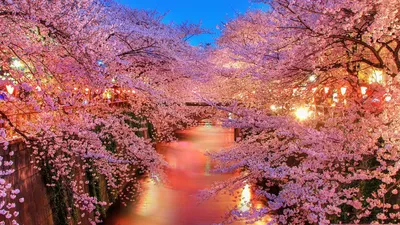 Цветение сакуры весной в Японии - MIUKI MIKADO • Виртуальная Япония