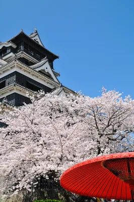 Цветущая Сакура в Японии (58 фото) - 58 фото