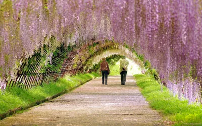 Весна В Японии — стоковые фотографии и другие картинки Взрослый - Взрослый,  Фурисодэ, Sakura Matsuri - iStock