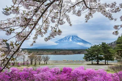 Картина по номерам \"Весна в Японии\"