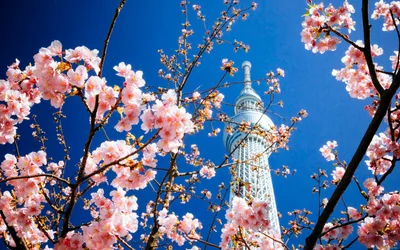 Весна в Японии: на след вишневых цветов | Блокнот путешественника | Дзен