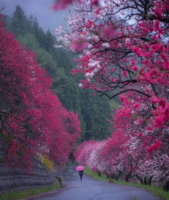 Весна в Японии - 71 фото