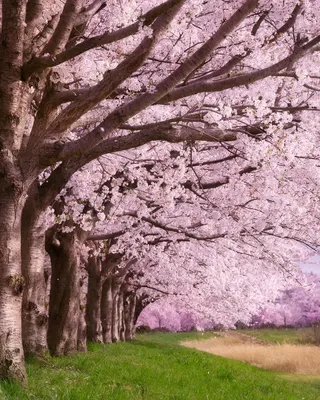 Весна в японии, цветет сакура, …» — создано в Шедевруме