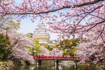 картинки : цвести, растение, цветок, весна, Япония, время года, вишня в  цвету, Сакура 2560x1600 - - 836281 - красивые картинки - PxHere
