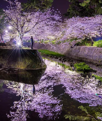 Фото Весна в Японии, by Makiko Samejima