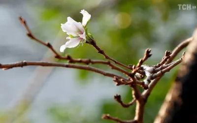 Весна в Японии - это не только сакура! Февральский фотоотчёт из Осаки |  Дневник Усаги о жизни в Японии | Дзен