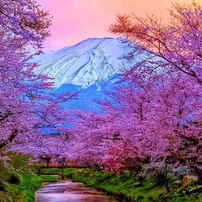 Весна В Японии — стоковые фотографии и другие картинки Фурисодэ - Фурисодэ,  Кимоно, Вишня - дерево - iStock