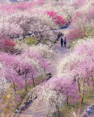 Инстаграм недели: весна в Японии | Пейзажи, Картины с изображением природы,  Живописные фотографии