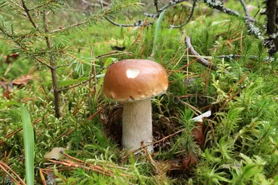Виды белых грибов картинки фотографии
