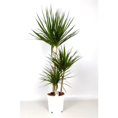 Драцена маргината - Dracaena marginata. Уход за драценой маргината,  выращивание